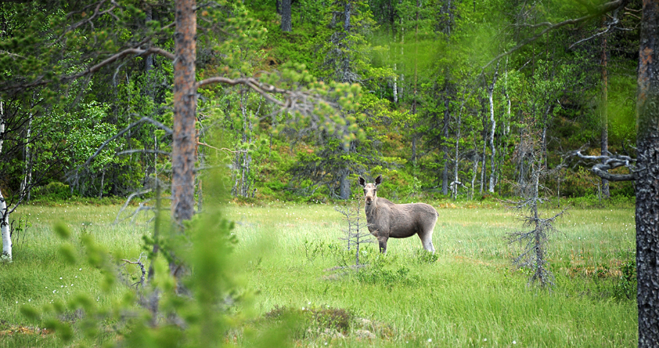 Female elk in forest edge.