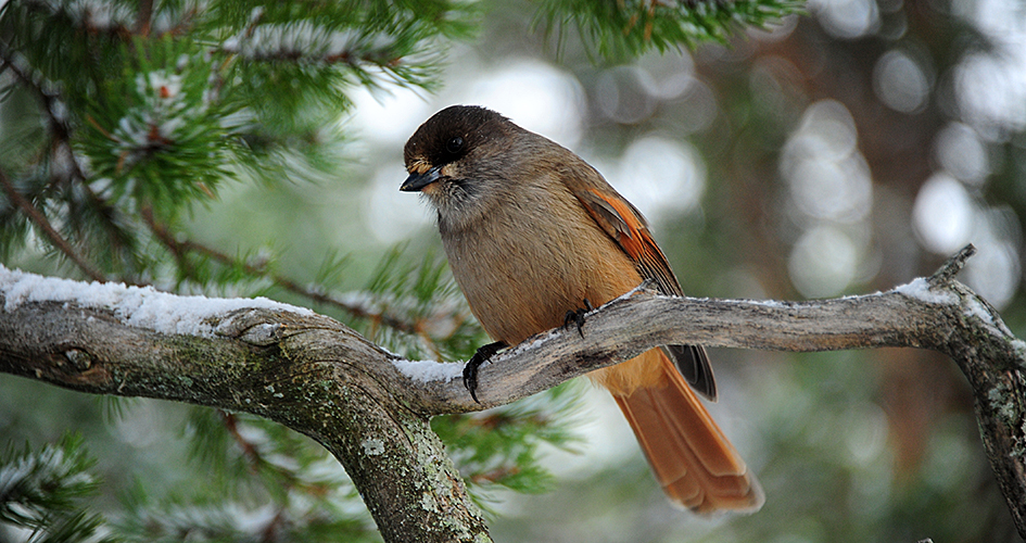 Siberian jay on a tree branch.