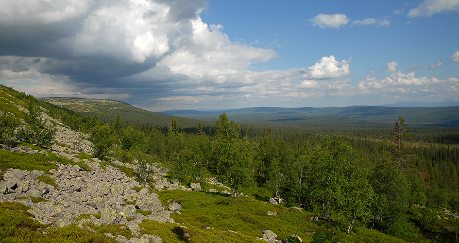 Vy över skogslandskap i sluttning.