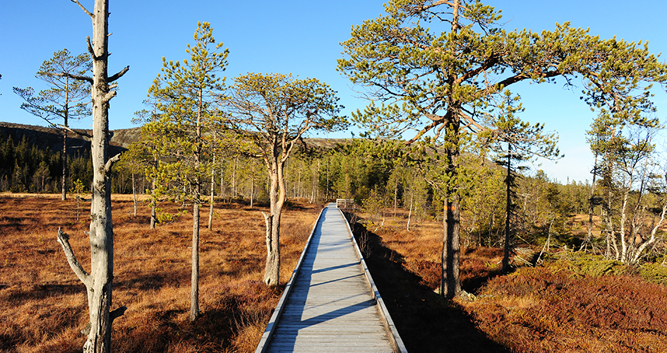 Wooden footbridge over bog landscape.