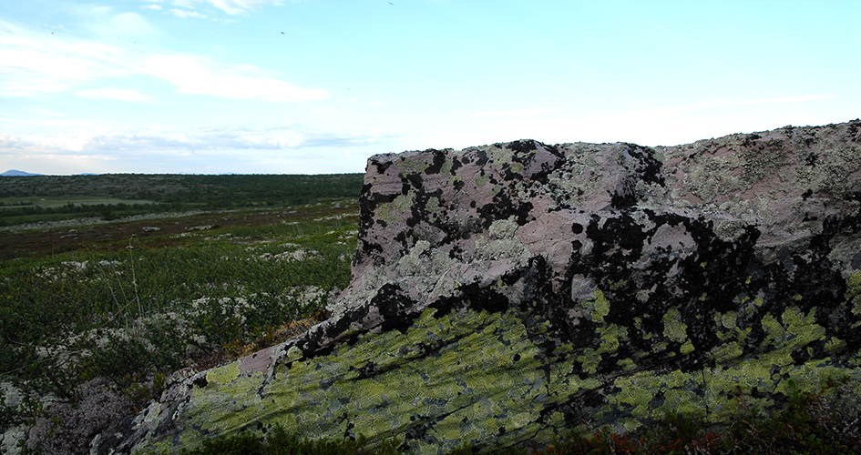 Ein großer Felsen, auf dem verschiedene Flechten wachsen.