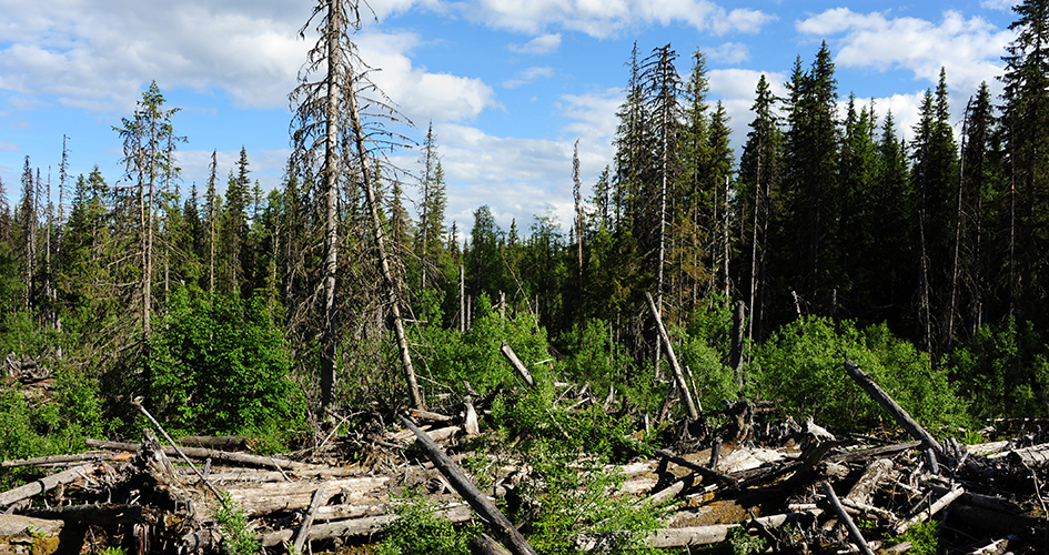 Fallen pines in front of living trees.