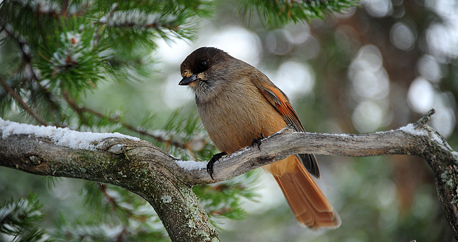 A Siberian jay sits in a number.