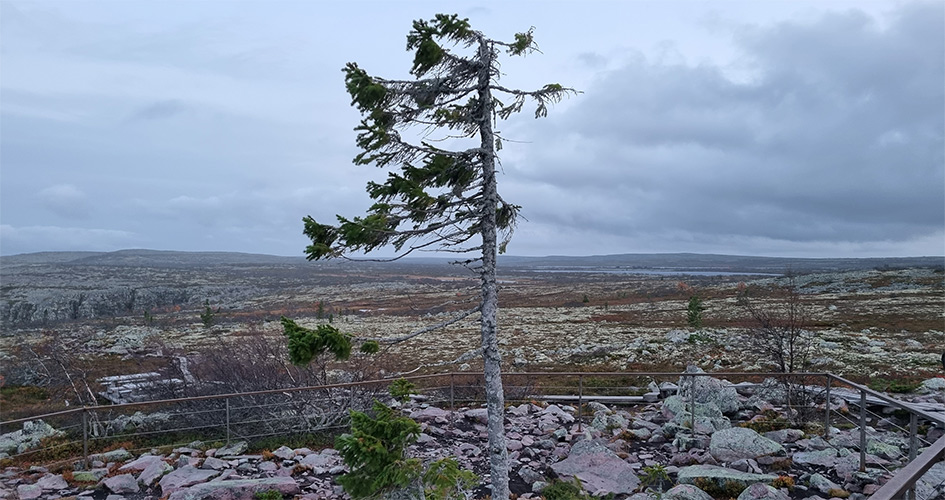 Granen Old tjikko i ett kargt landskap