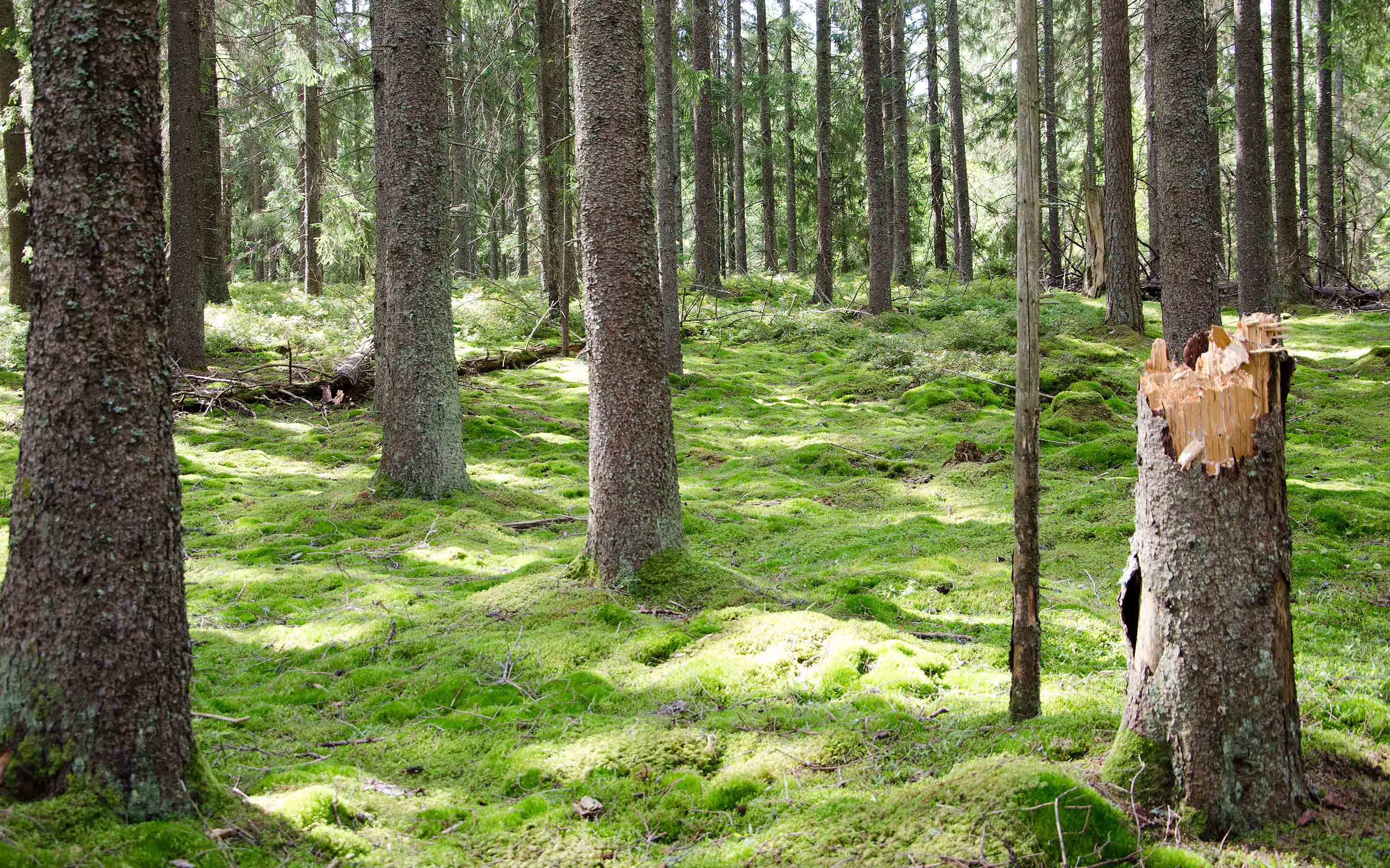 Spruces on moss-covered ground.
