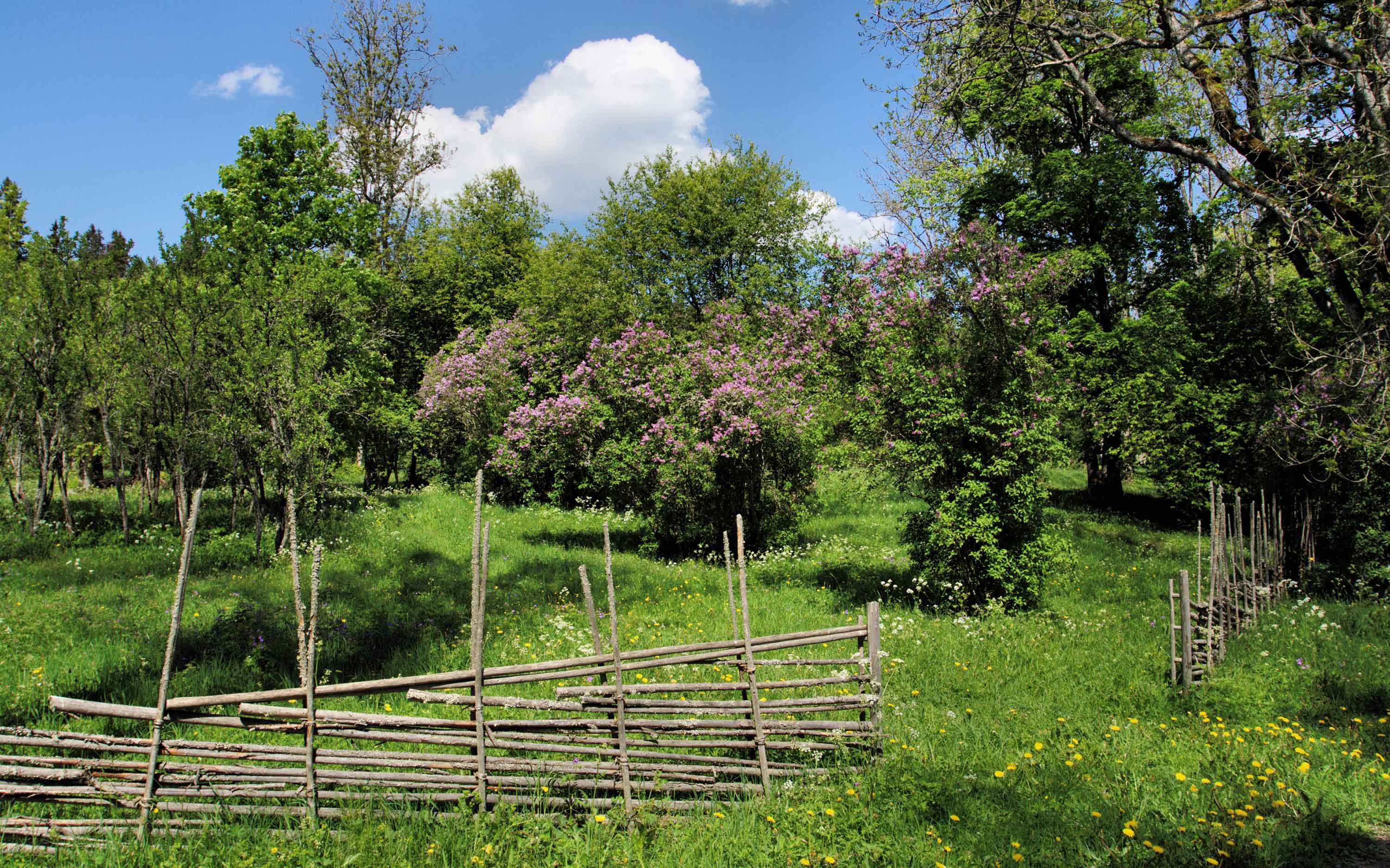 Trees in open grassland.