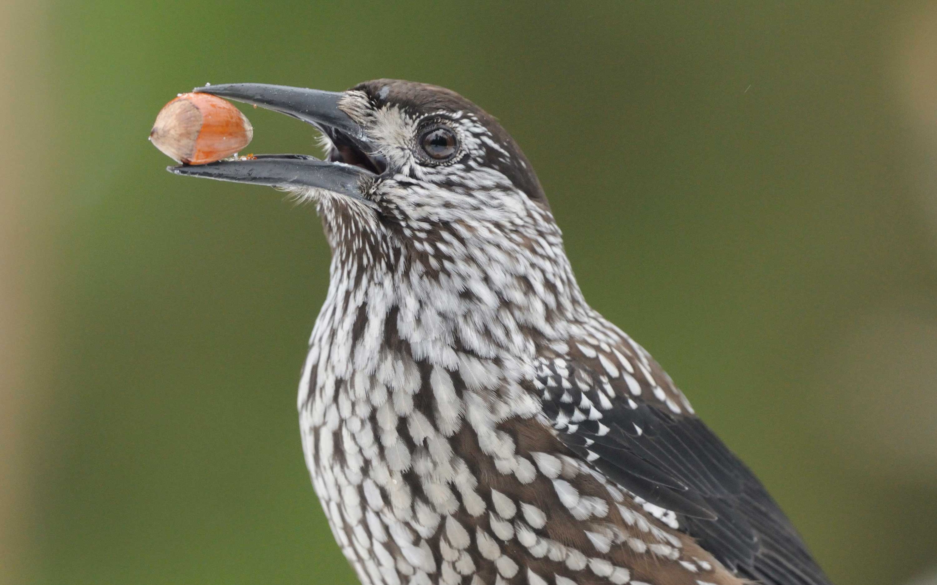 Close-up of a Spotted nutcracker with a hazelnut in its beak.