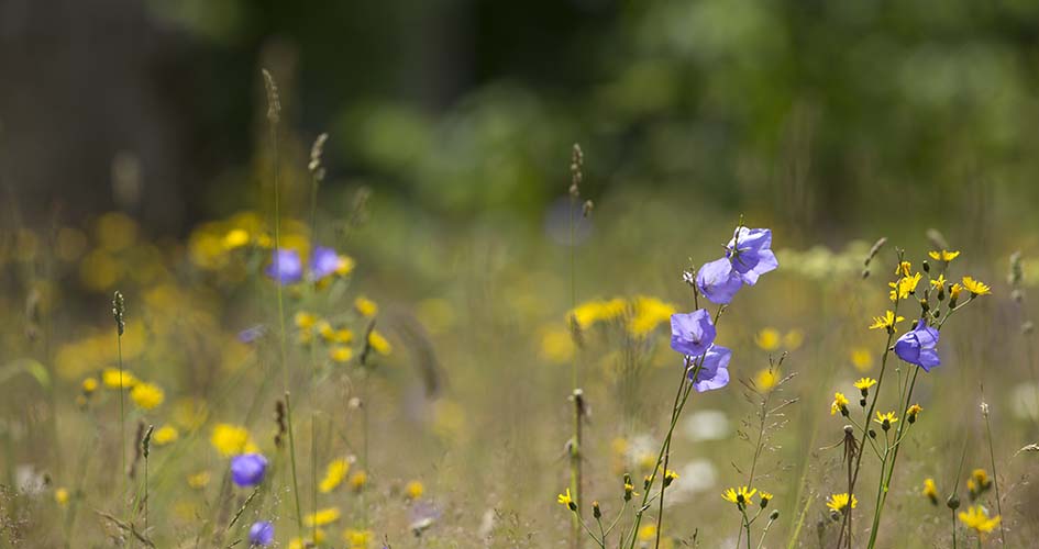 Yellow and blue flowers.