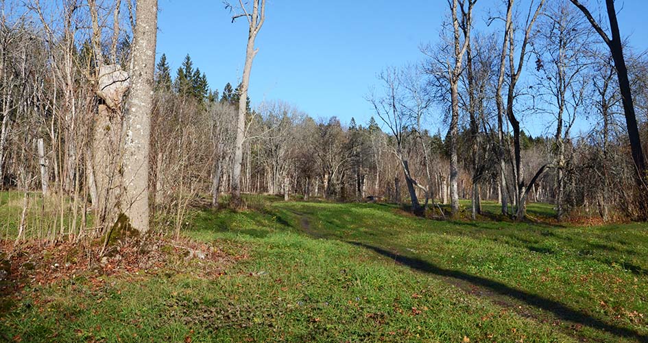 Böljande, glest trädbevuxen gräsmark