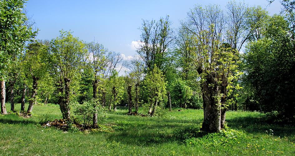 Pruned trees on a meadow.