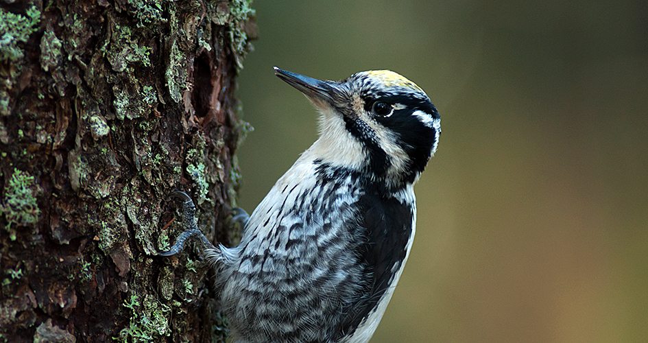 Three-toed woodpecker in close-up.