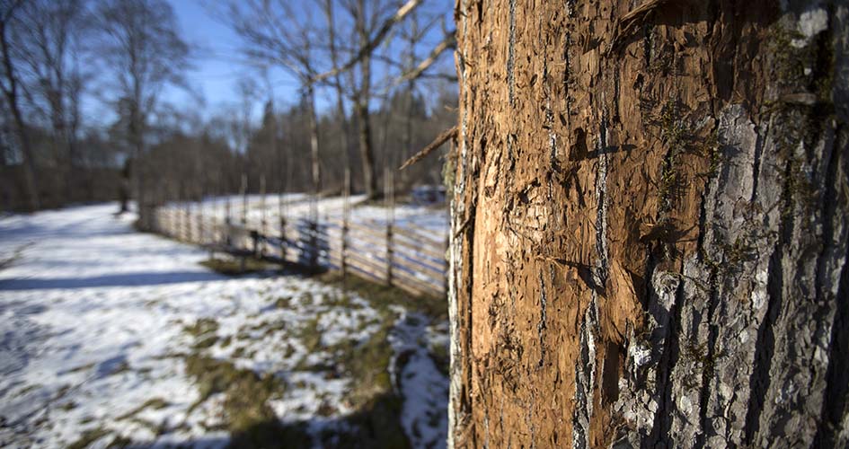 Baumstamm mit Insektennagetier, im Hintergrund schneebedeckte Wiese.