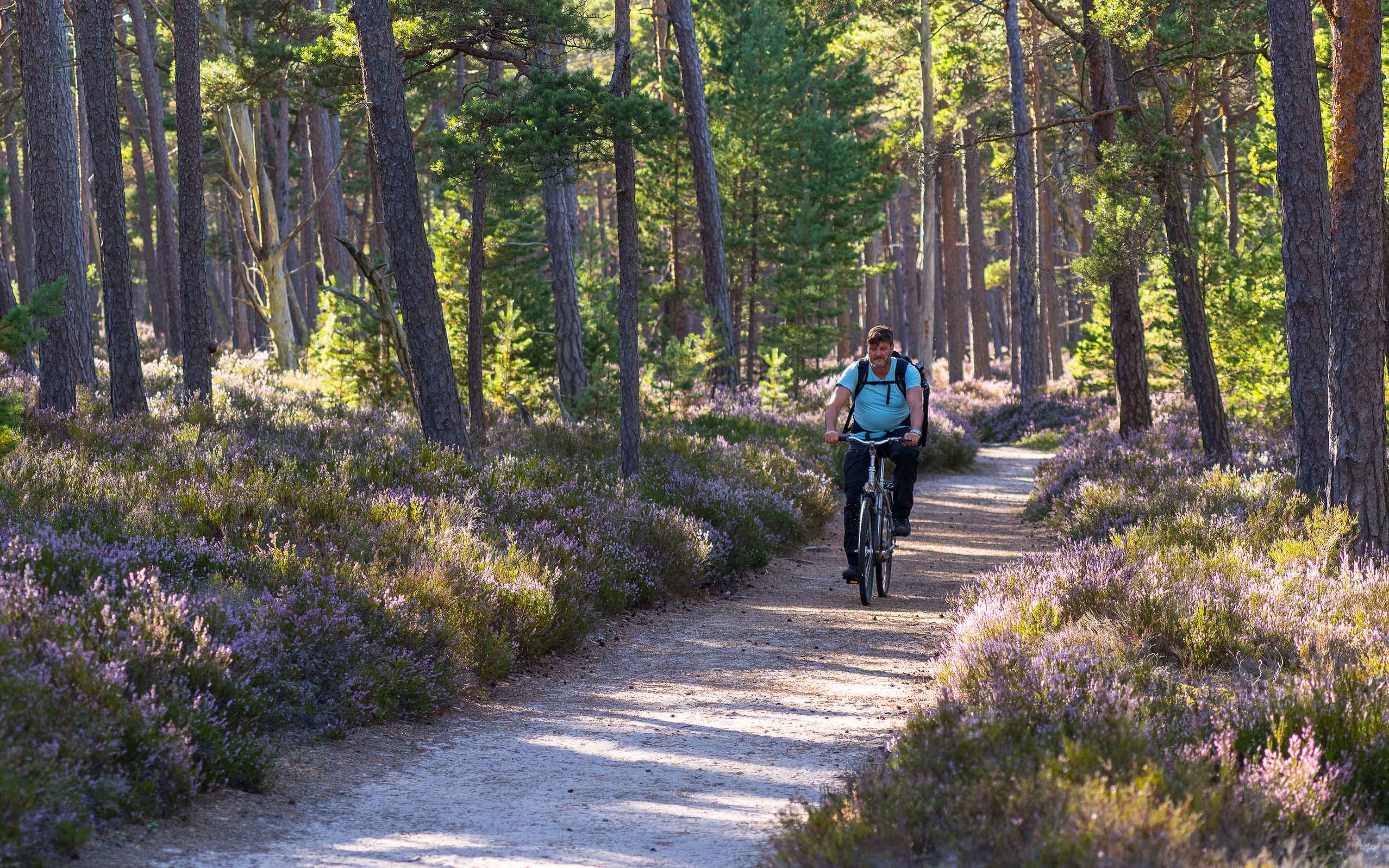 En person på en cykeltur genom skogen.