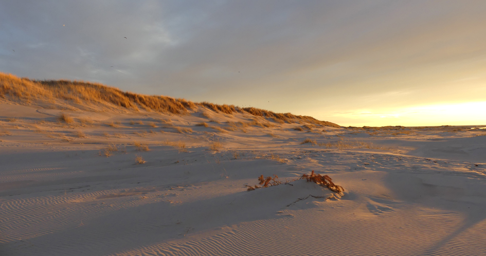 Sand dunes in sunset.