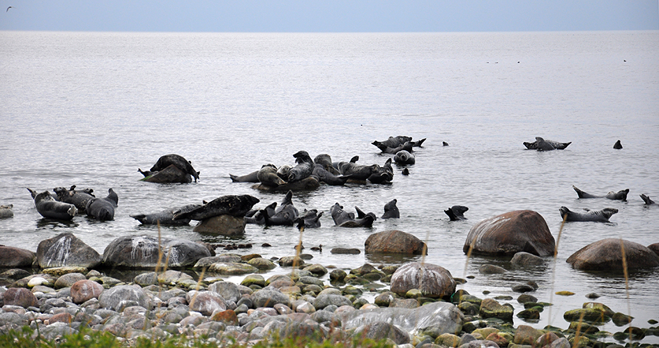 Seals on the seal cape, Gotska Sandön National Park.
