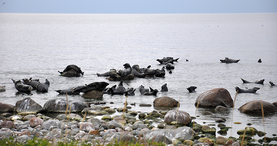 Sälar på säludden, Gotska Sandöns nationalpark.