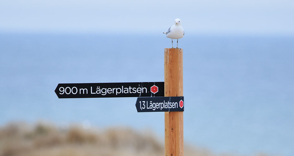 Mås sitter på informationsskylt med havet i bakgrunden.