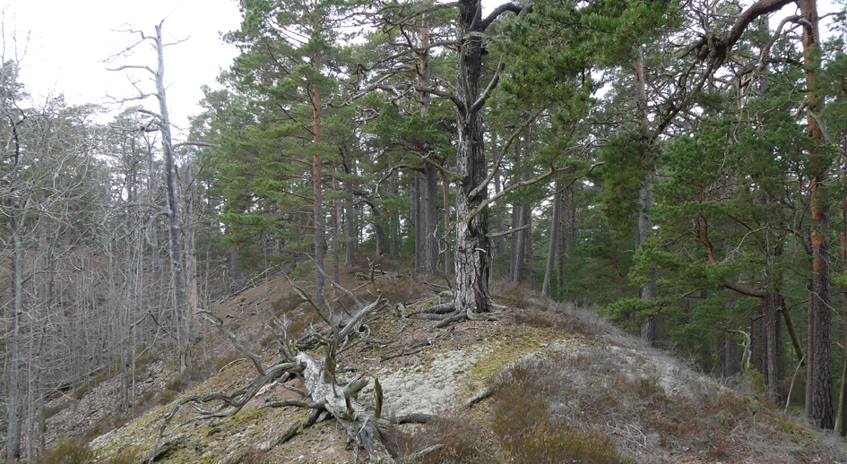 Barren forest.