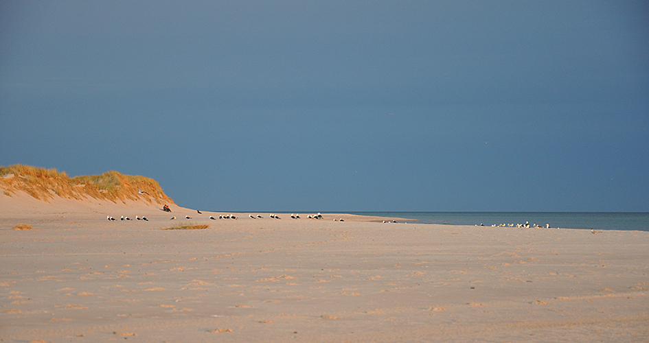 Blue sky, sandy beach with sand dunes and birds, photo.