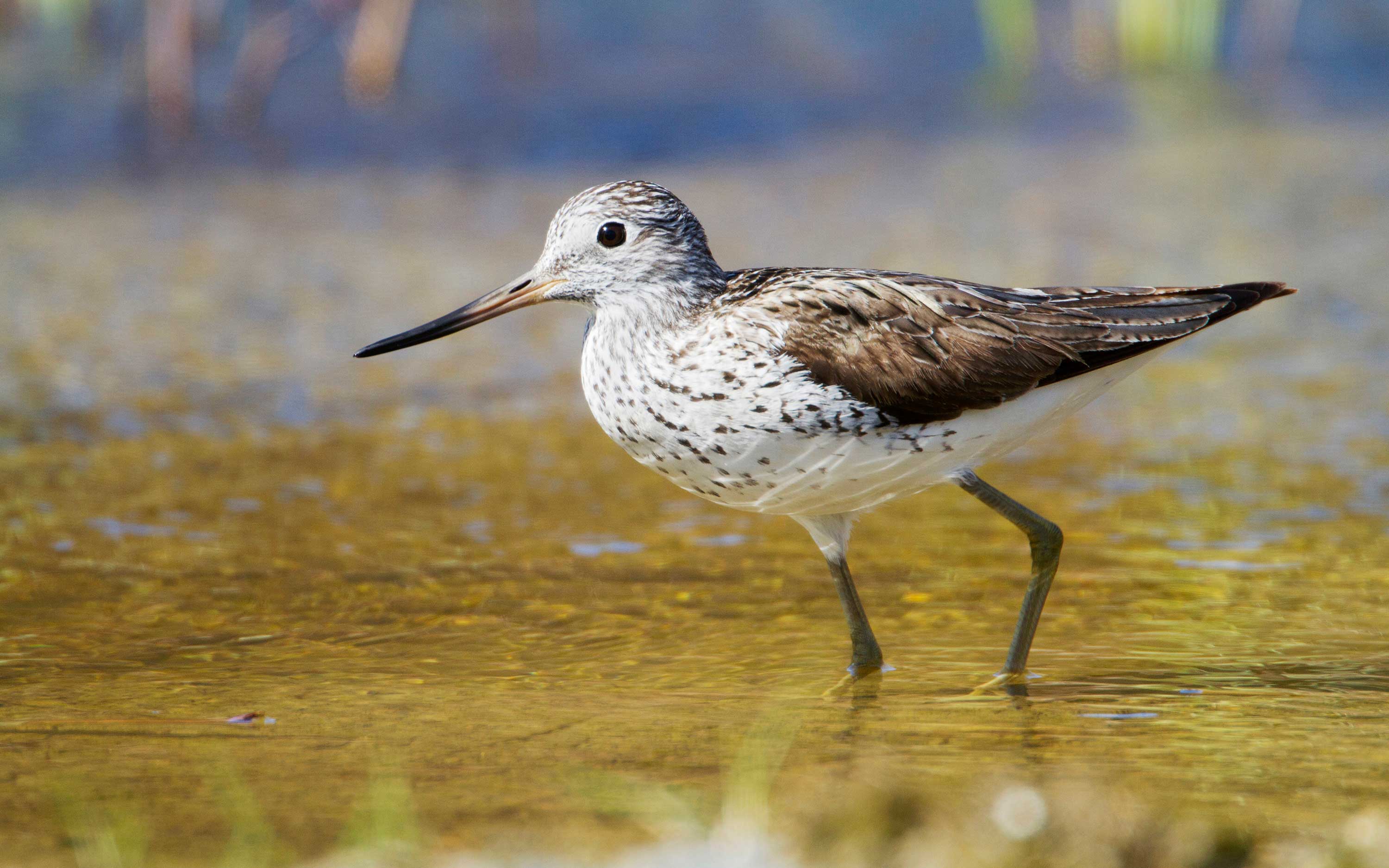 A Common greenshank over the bog.