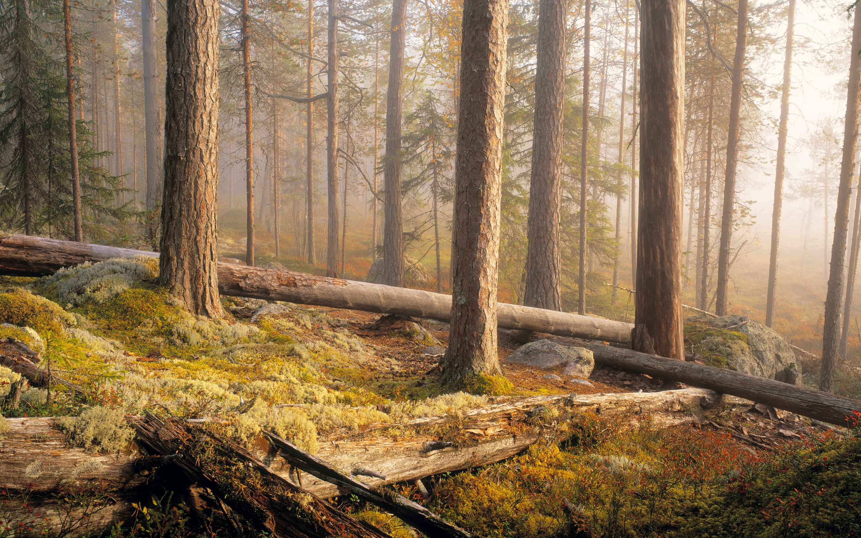 Naturskog i Hamra nationalpark.