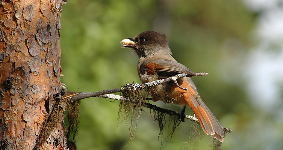 Brown bird with orange elements, a Siberian jay, sitting on tree twig.