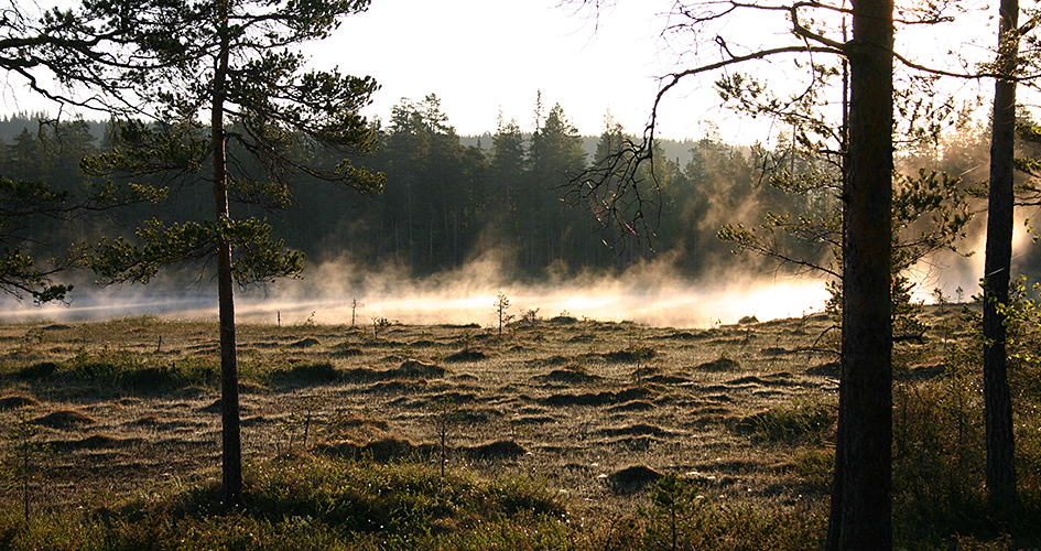 Lätt dimma över myrlandskap.