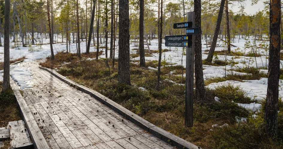 Träspång i naturen i ett skogslandskap med ömsom snö ömsom bar mark