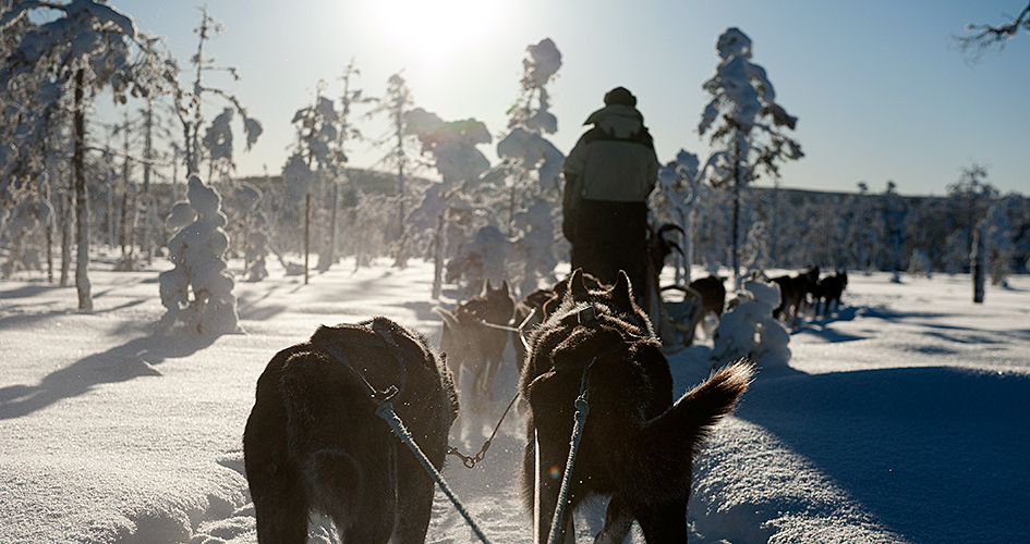 Dog team in snow landscape.