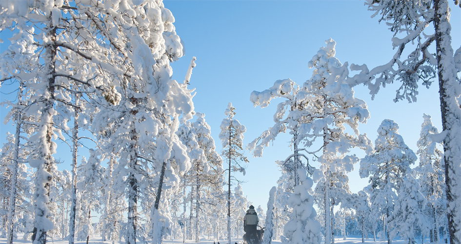 Snötäckta tallar mot klarblå himmel.