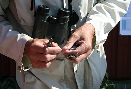 Bild på ornitolog som håller på att ringmärka en fågel