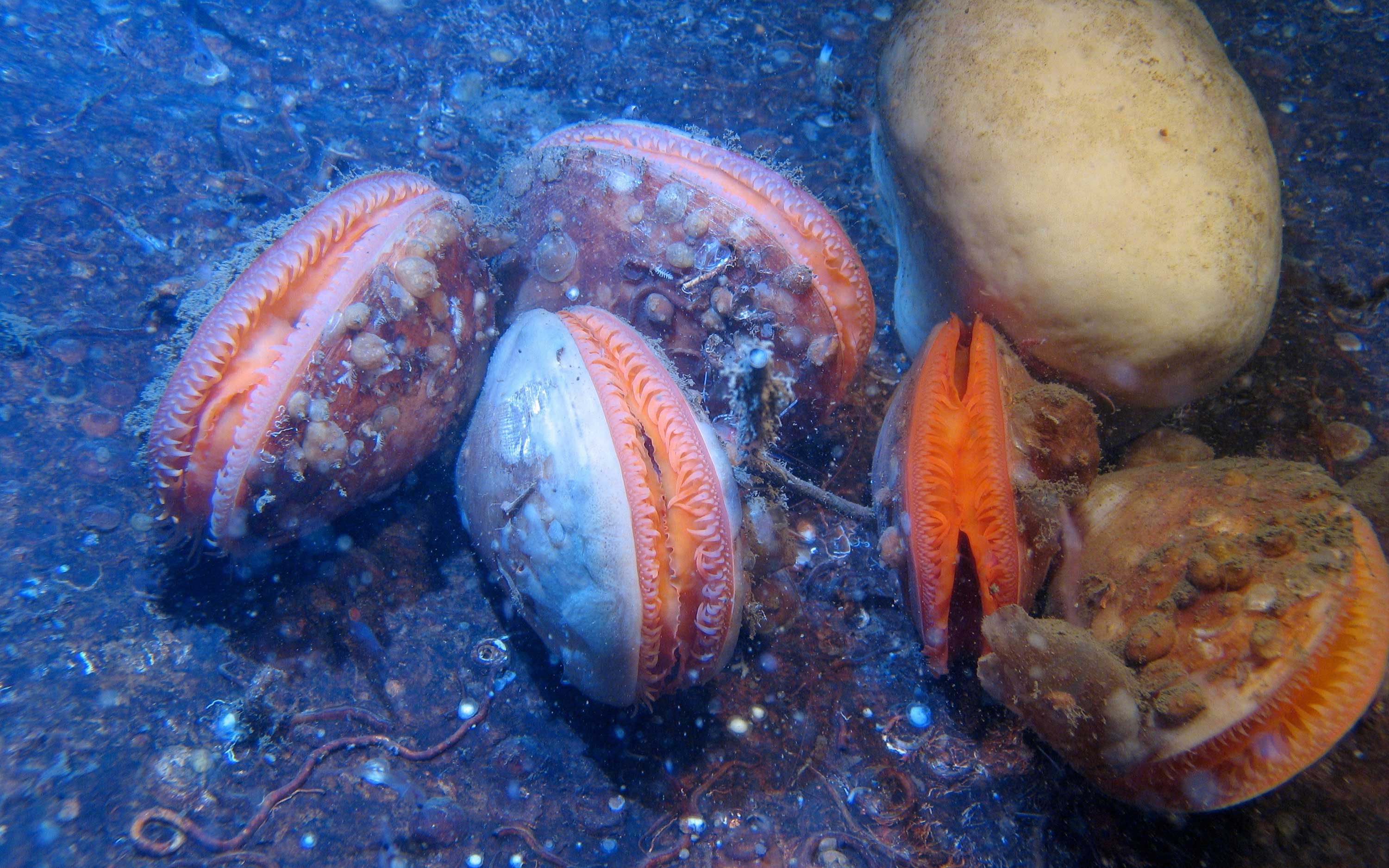 På havets djup en närbild av limamusslor, fotbollssvamp och flera arter sjöpungar och rörbyggande borstmaskar.