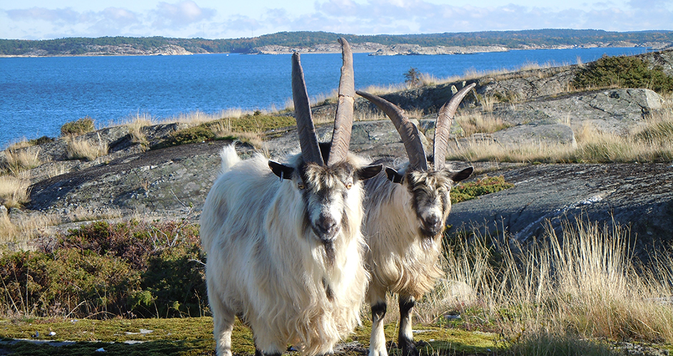 Två getter på bete på klippa vid havet.