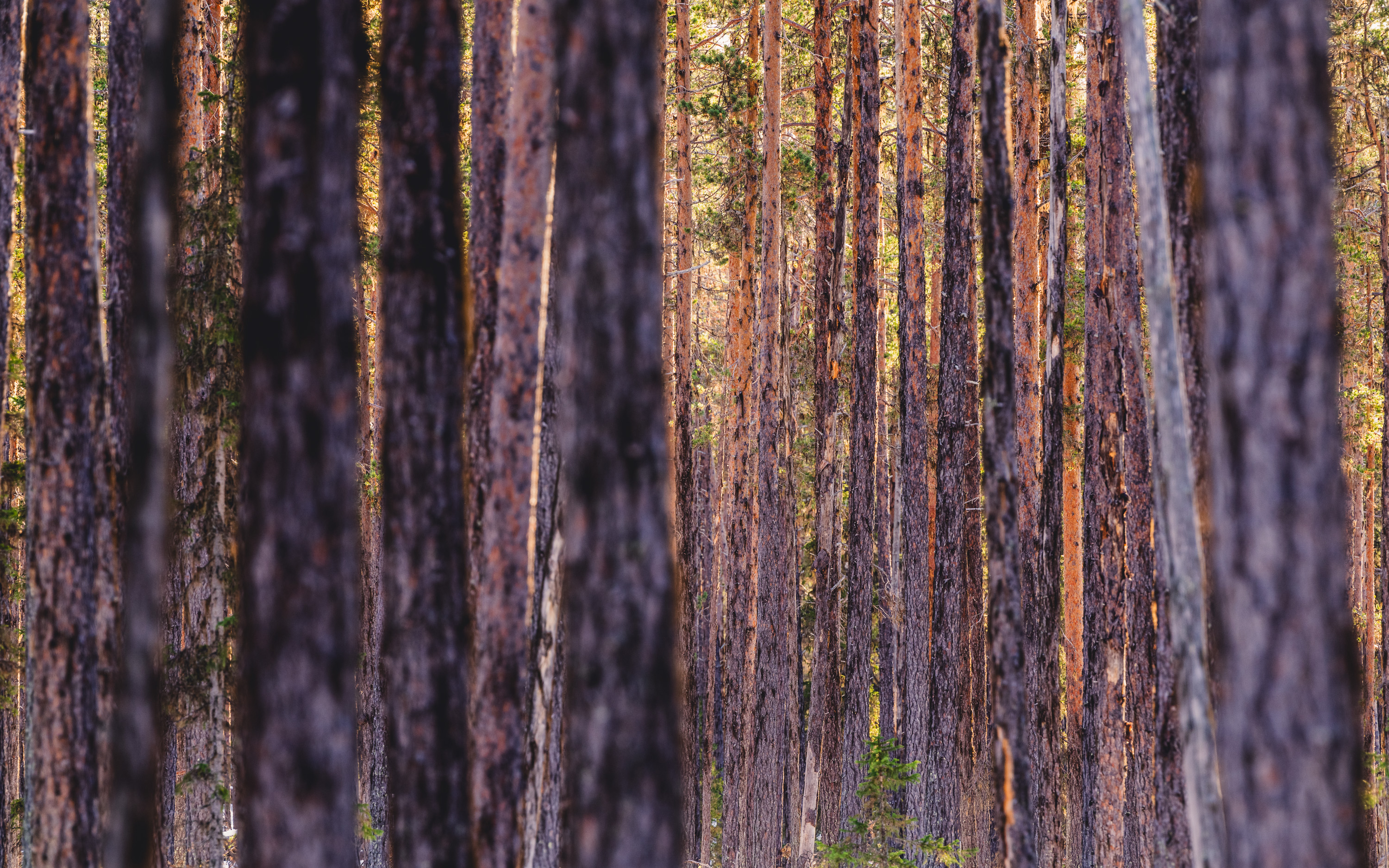 Skog