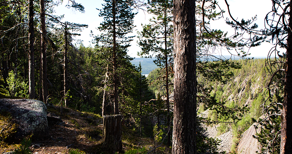 Måskosgårsså, den slutna ravinen Muddus/Muttos nationalpark 