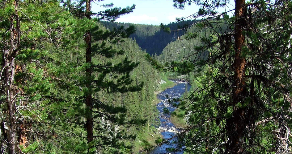 Muddusälven/Muttosjåhkå i Muddus/Muttos nationalpark 
