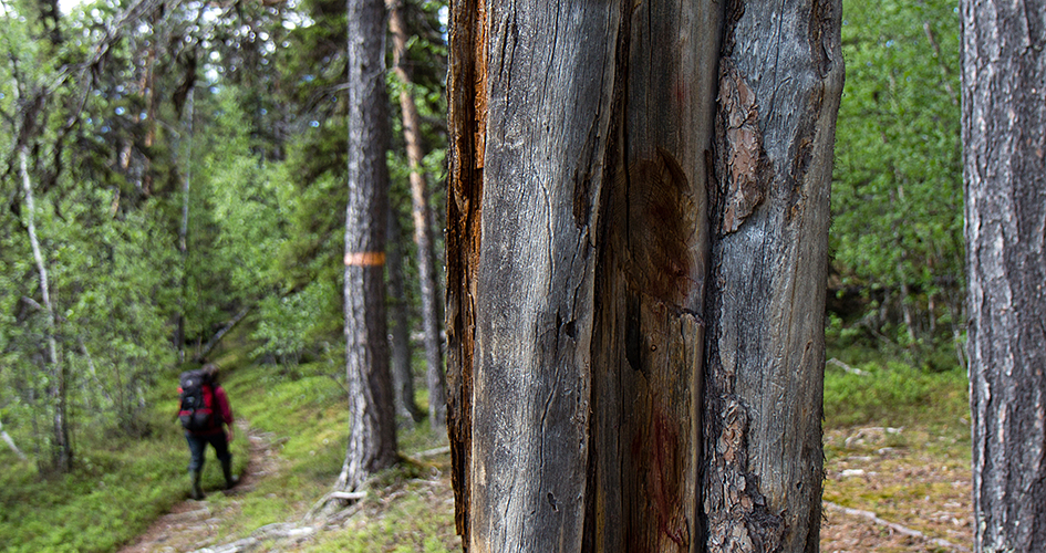 Närbild på barktäkt, Muddus/Muttos nationalpark