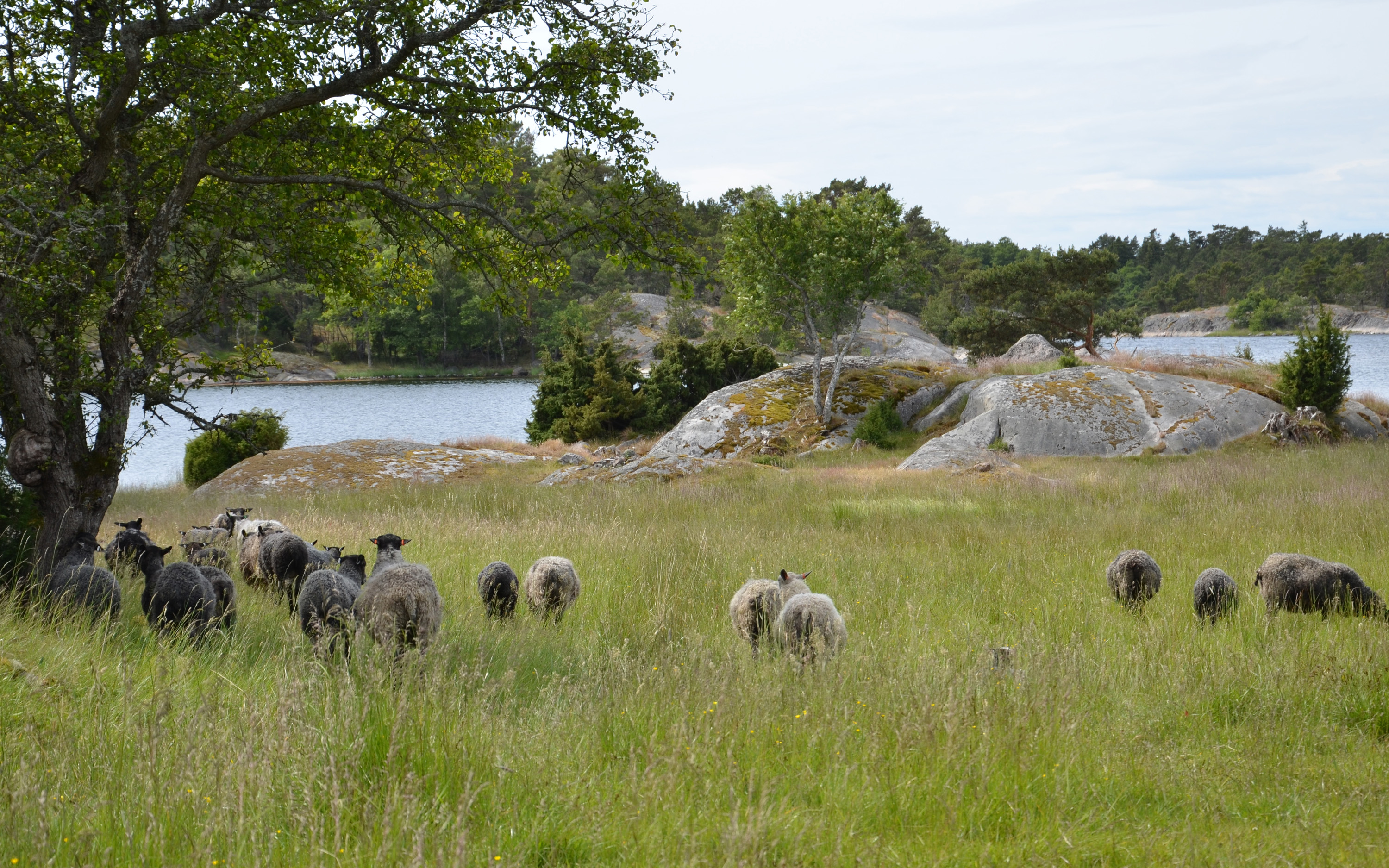 A group of sheep grazing in a meadow. Rocks and water are visible in the bakground.