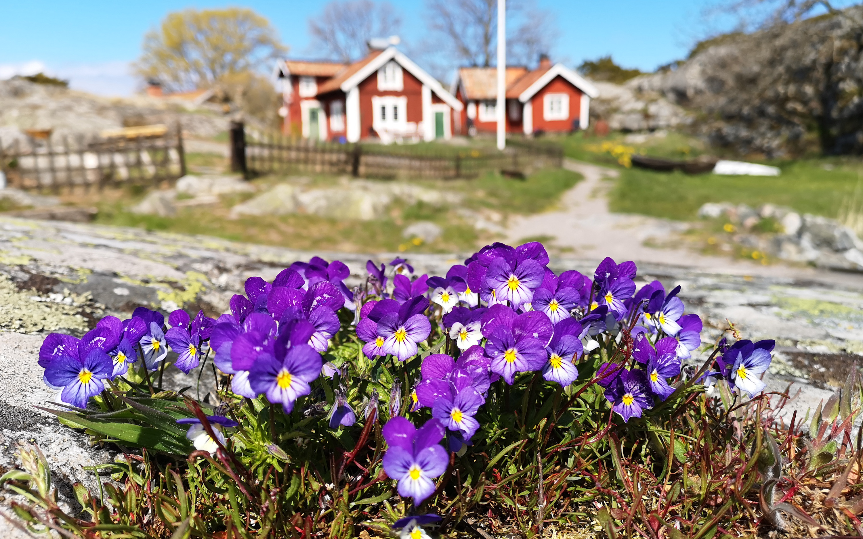 Blommande lila violer i förgrunden. Bakom syns hus med staket runt tomten.