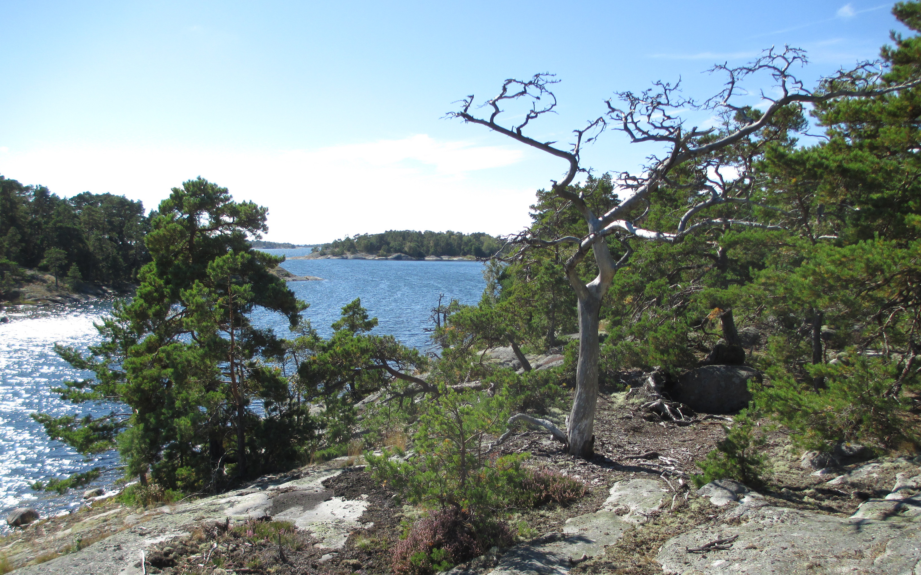 Skärgårdsklippa beväxt med träd. nedanför syns hav som glittrar i solskenet.