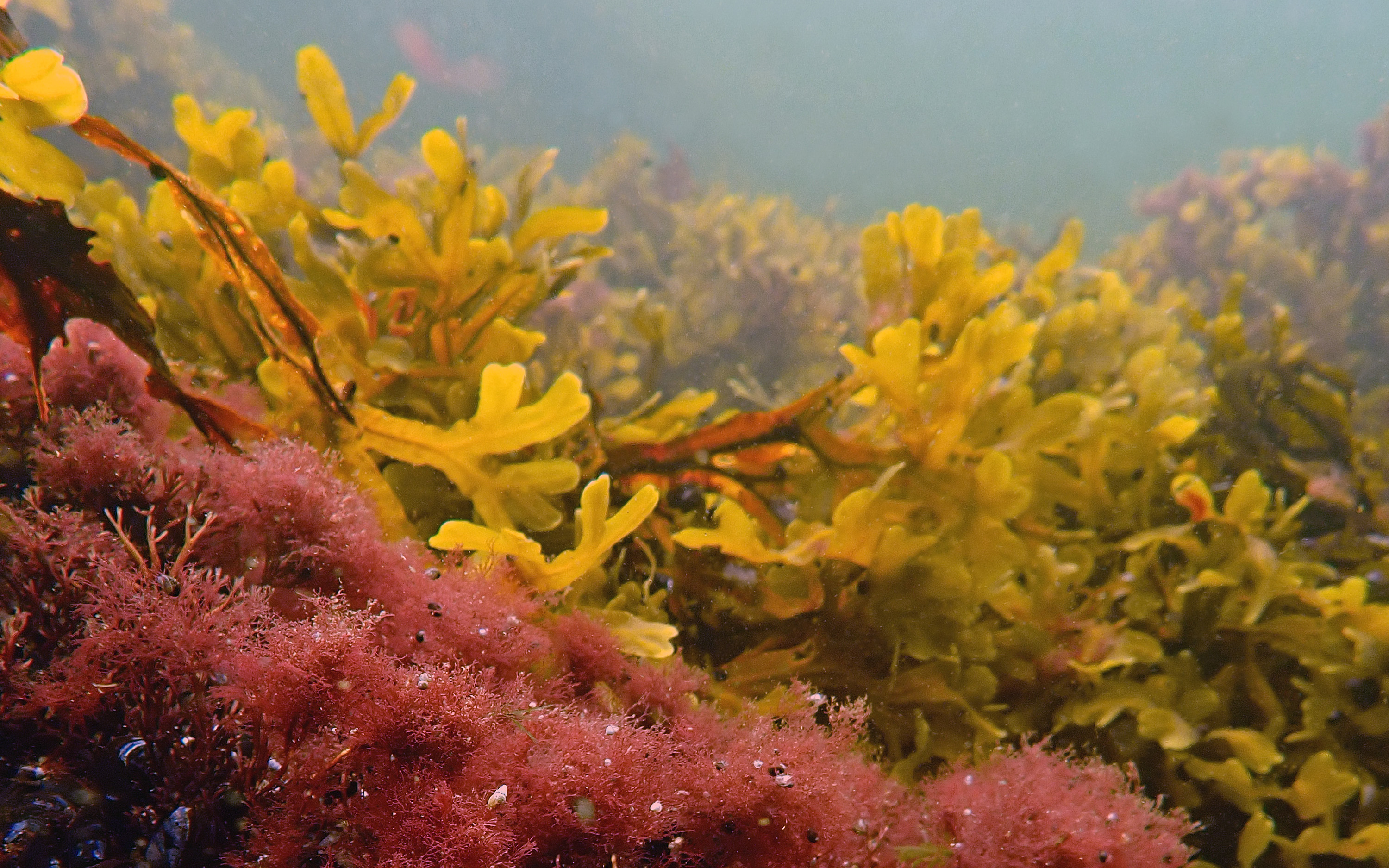 Rödalger och blåstång under ytan i Nämdöskärgårdens nationalpark