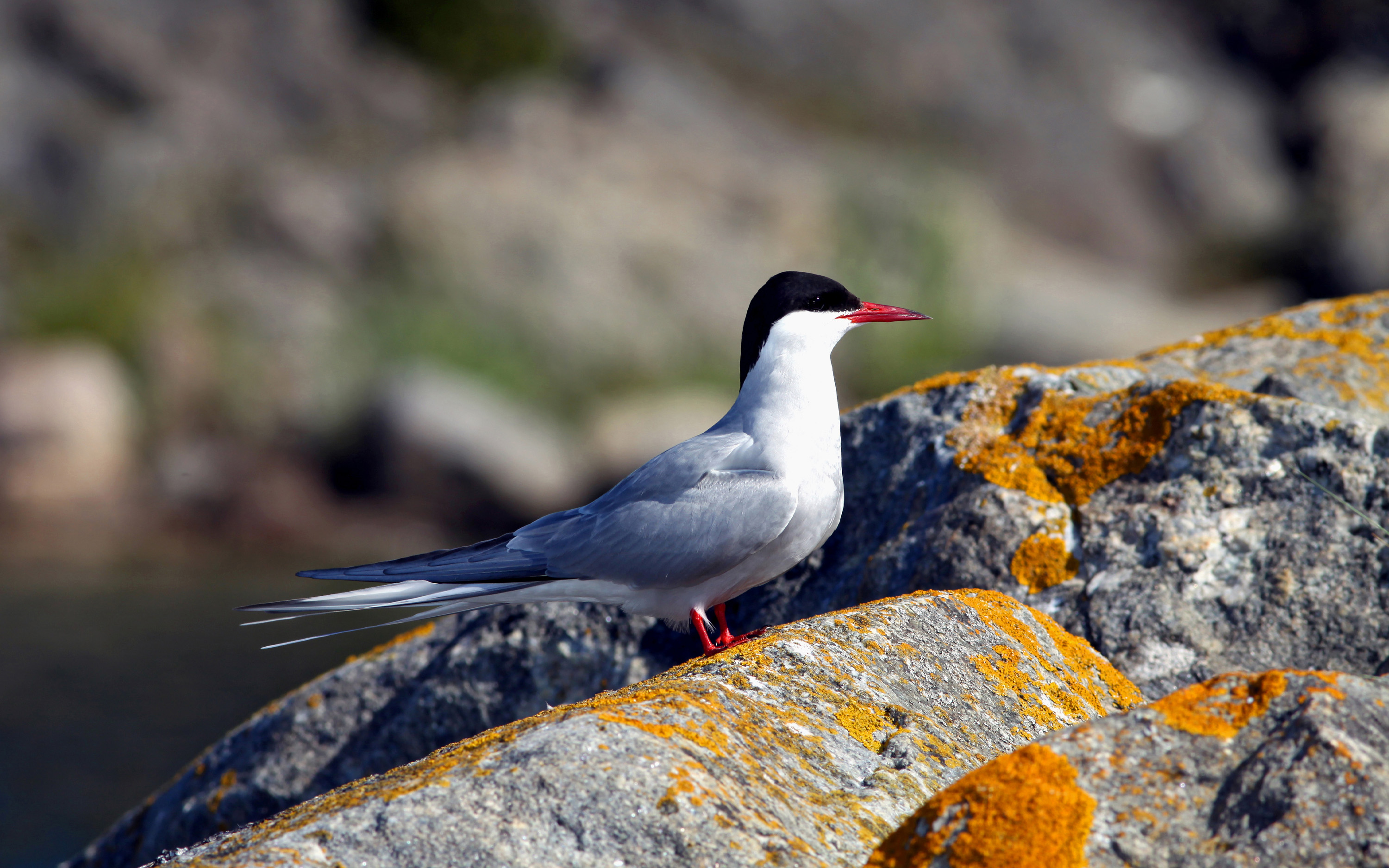 A bird sits on a rock.