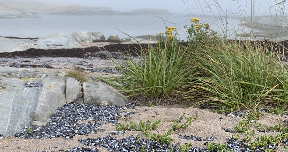Strand med växtlighet och musselskal, i bakgrunden syns vattnet