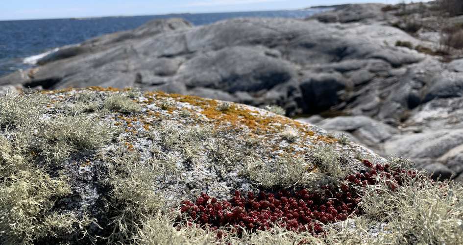 Mossa växter på klipphäll, kala klippor och hav syns i bakgrunden