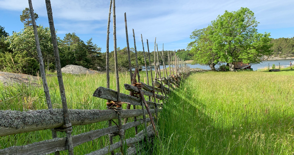 Gärdesgård över en äng med högst gräs. I bakgrunden syns ett träd och vatten.