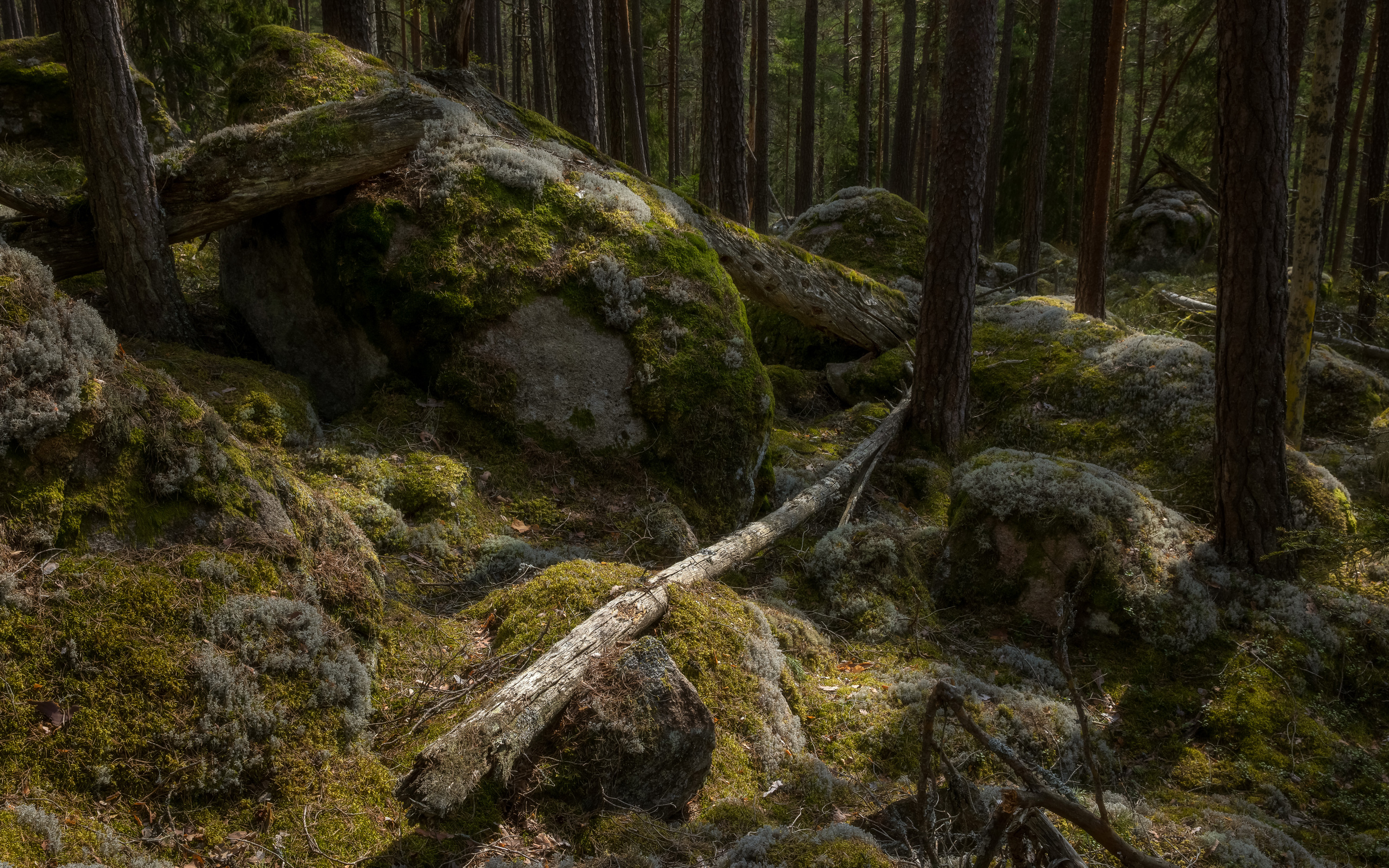 Urskog med mossiga stenar och tallar