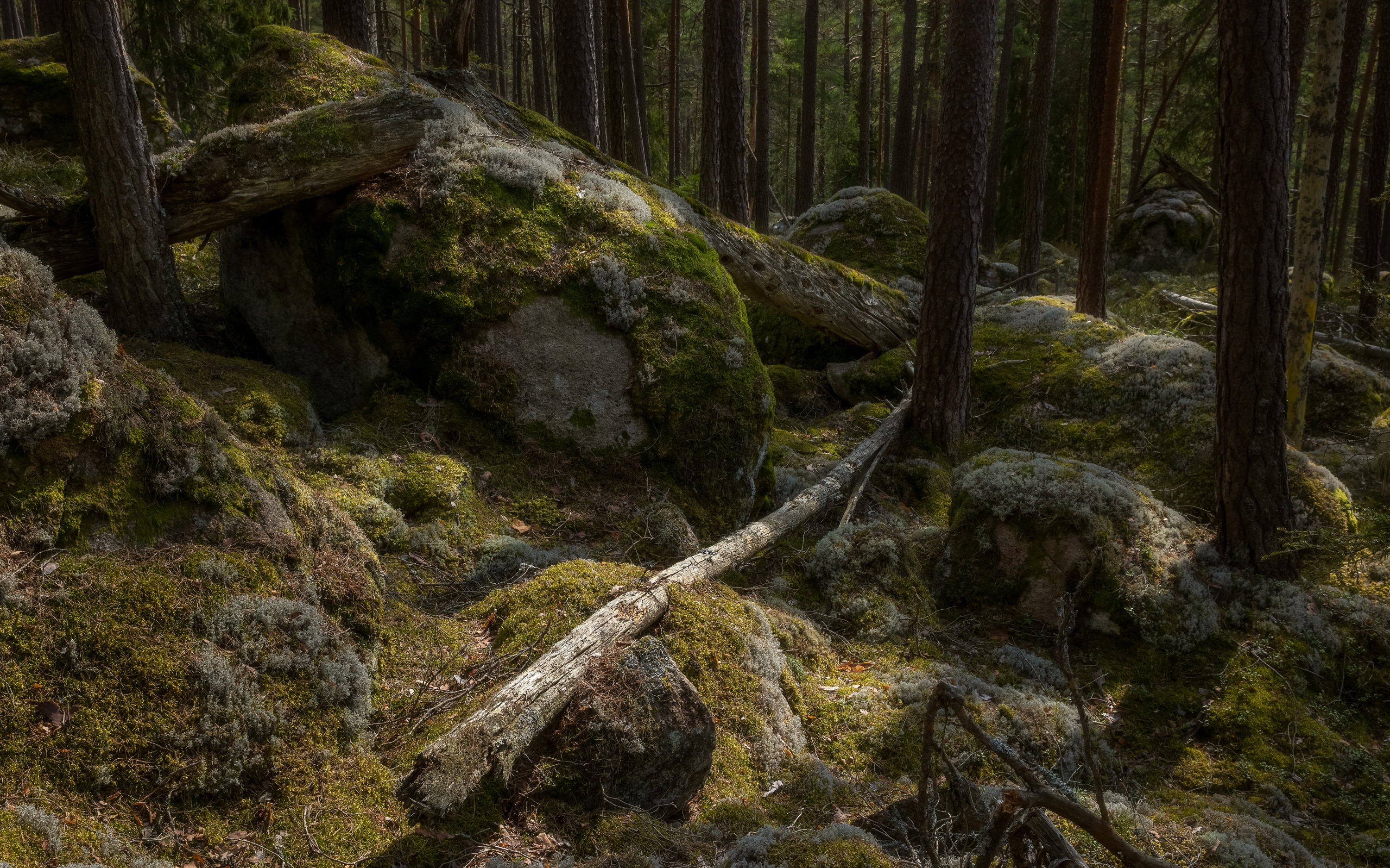 Urskog med mossiga stenar och tallar