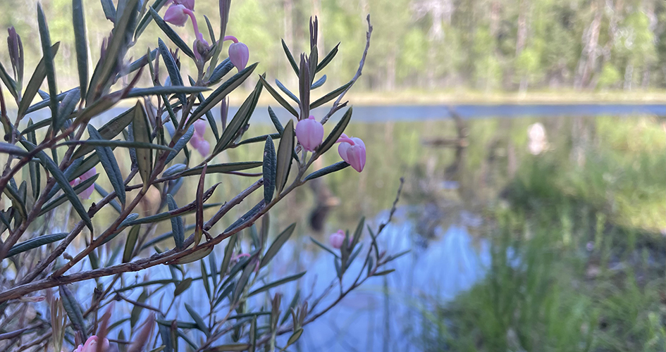 Närbild på rosling med vatten i bakgrunden