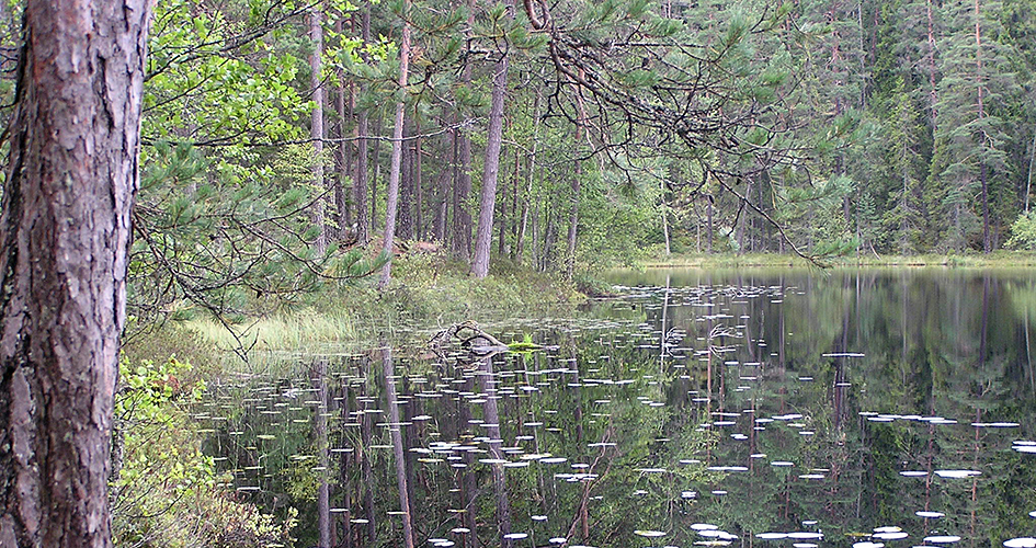 Spegelblank skogssjö med näckrosor.