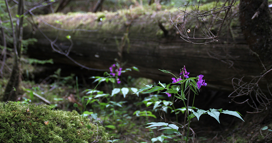 Lila sköra blommor växter intill en omkullvält trädstam i skogen.